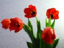 из жизни красных тюльпанов