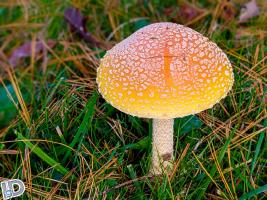 2020 Oct Mushrooms Rockland NY