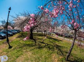 2018 04Apr 28 Cherry Blossom Essex County NJ