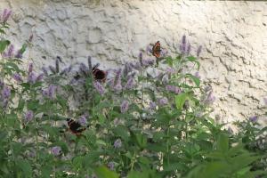 Ukhta 28 08 2018 butterfly red admiral