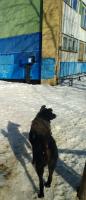 Ukhta 29 03 2019 stray dogs insect the territory of school number 5 of Pioneergora Ukhta, Komi RF, with parasites